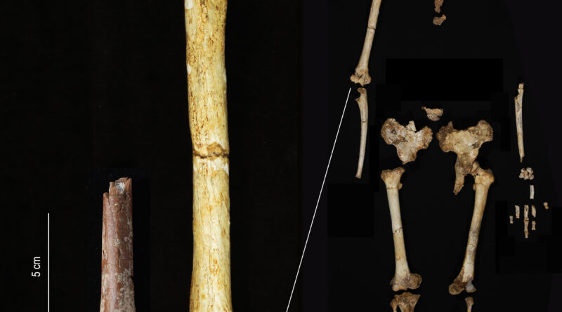 A combination of hand bones and Hobbit fossils