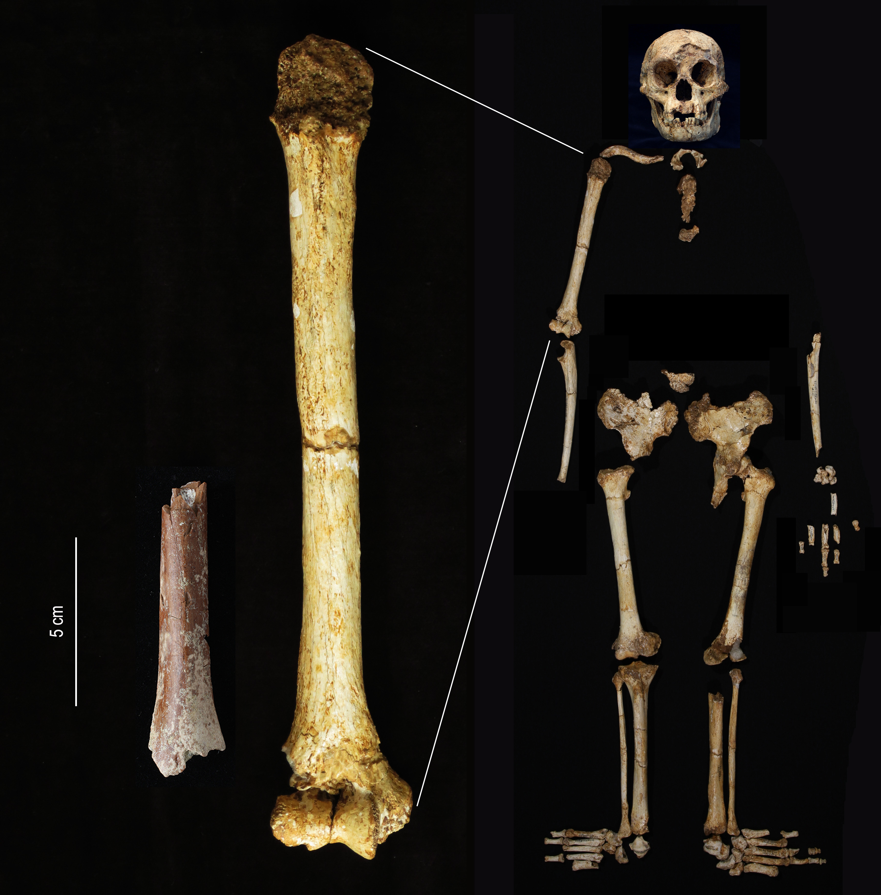 A combination of hand bones and Hobbit fossils